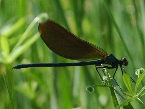 Calopteryx virgo